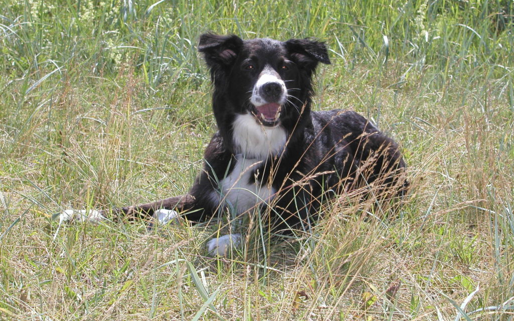 Schwarz-weißer Hund im Urlaub am Ferienhaus Grannelia