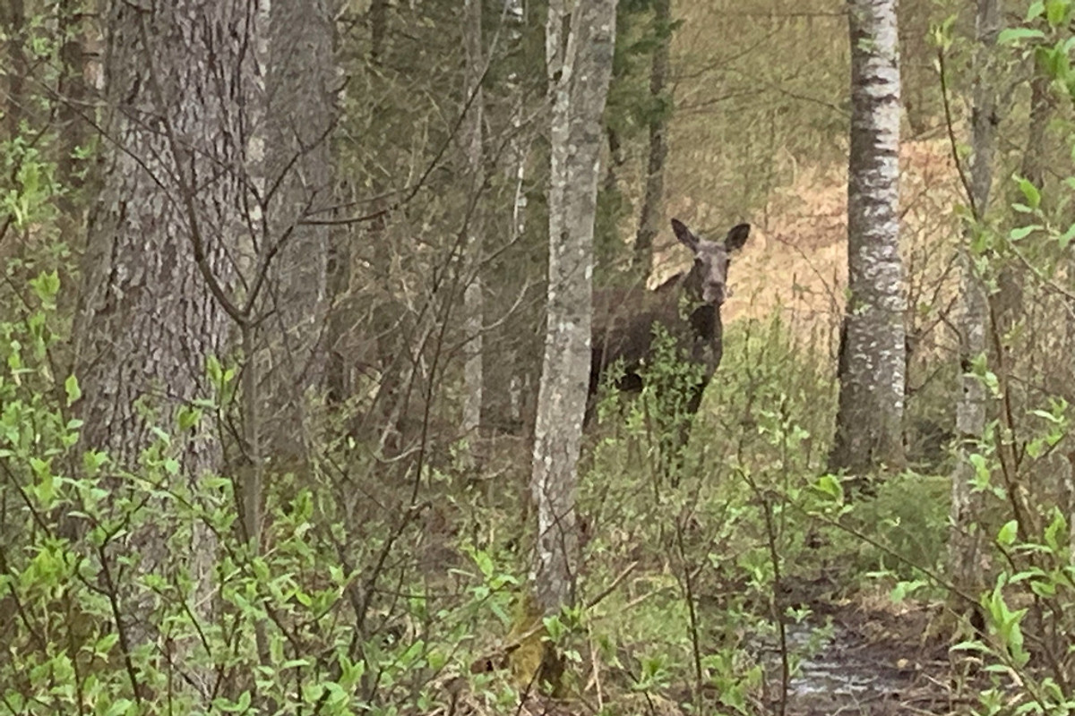 Elch im Wald bei Grannelia
