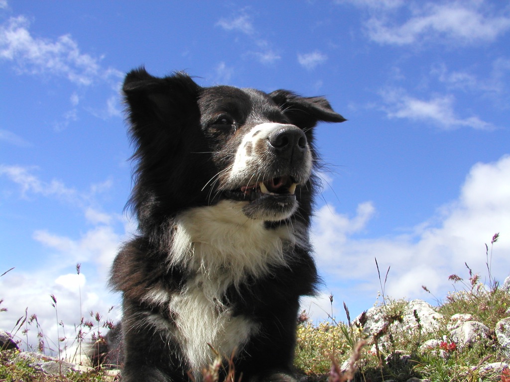 Schwarz-weißer Hund vor blauem Himmel in Dalsland
