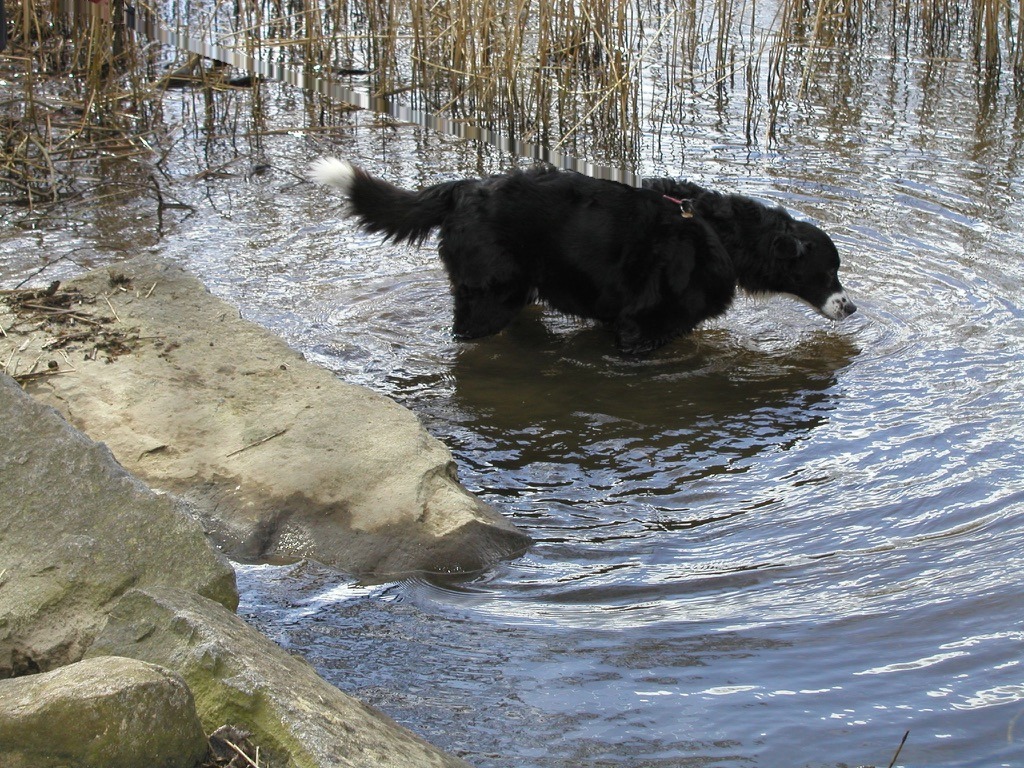 Hund badet im See Grann