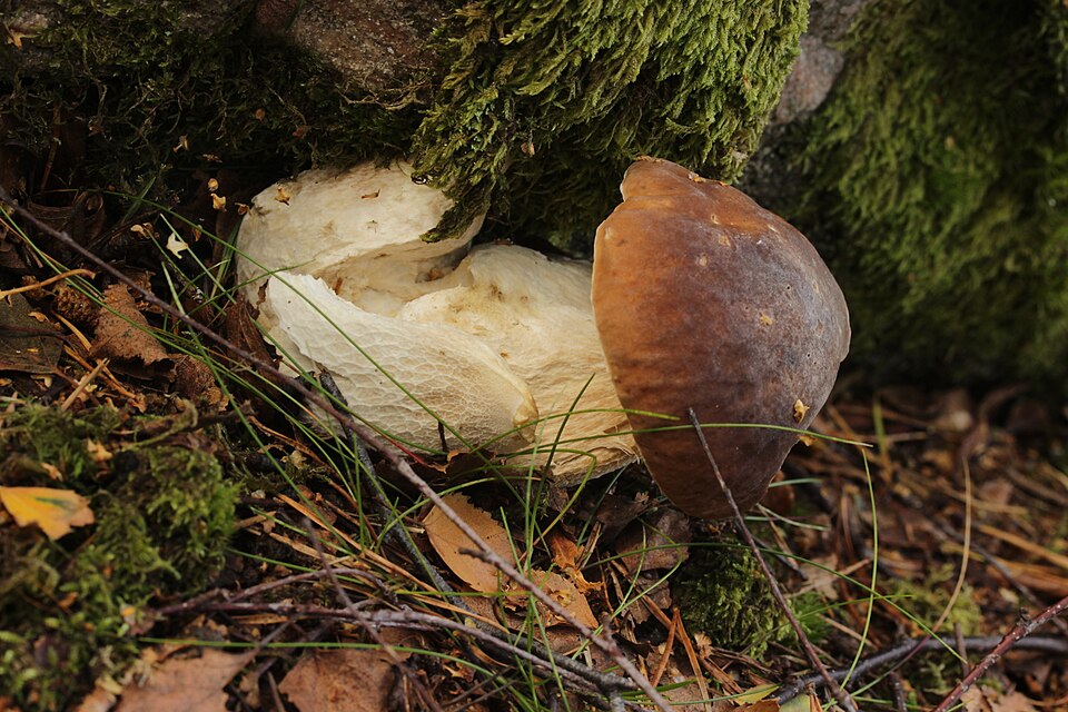 Steinpilz